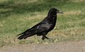 Common Raven 2011_07_16_1588